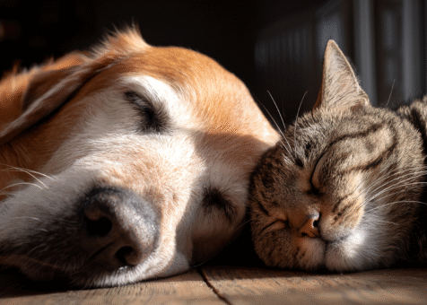 Pet Services